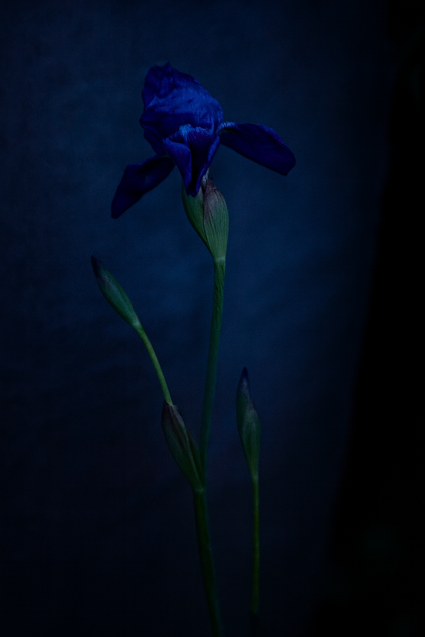 Quarantine Flowers Iris, London, England 2020