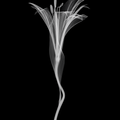 Flower Xray on Black, Series of 4