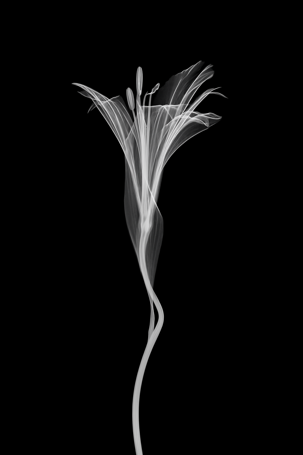 Flower Xray on Black, Series of 4