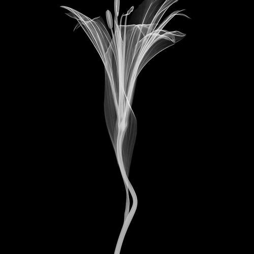 Flower Xray on Black, Series of 4