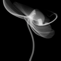 Flower Xray on Black, Series of 4