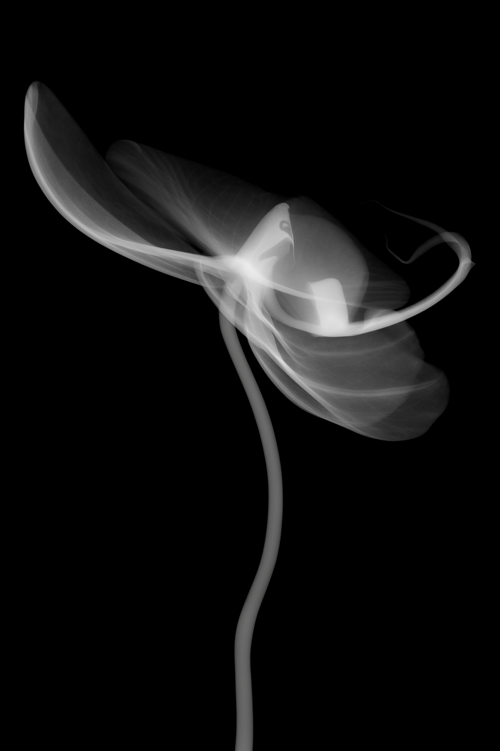Flower Xray on Black, Series of 4