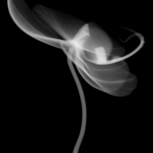 Flower Xray on Black, Series of 4