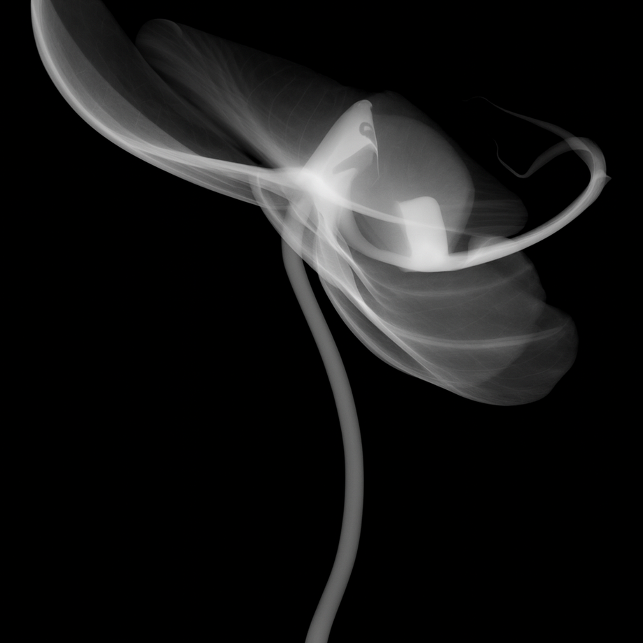 Flower Xray on Black, Series of 4