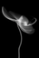 Flower Xray on Black, Series of 4
