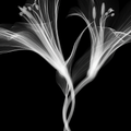 Flower Xray on Black, Series of 4