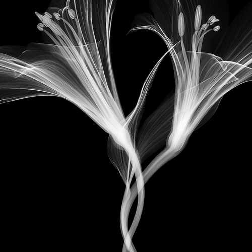 Flower Xray on Black, Series of 4