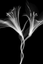 Flower Xray on Black, Series of 4