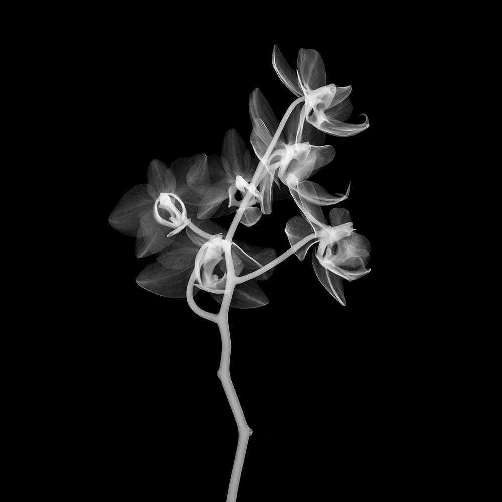 Flower Xray on Black, Series of 4