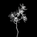 Flower Xray on Black, Series of 4