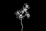Flower Xray on Black, Series of 4