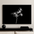 Orchid in Shadow