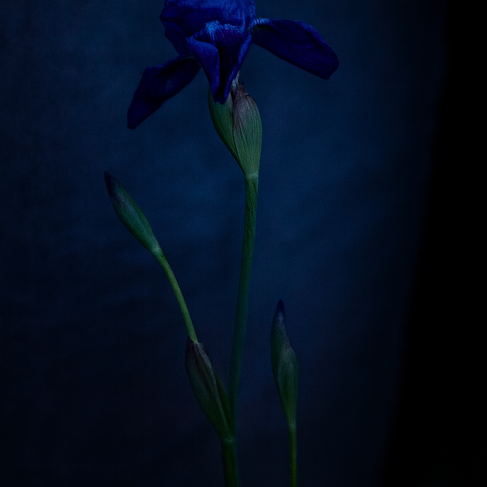 Quarantine Flowers Iris, London, England 2020