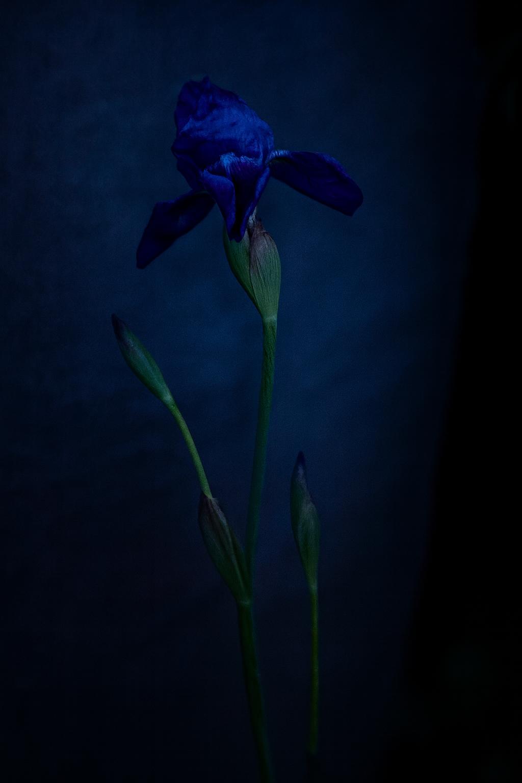 Quarantine Flowers Iris, London, England 2020