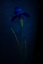 Quarantine Flowers Iris, London, England 2020