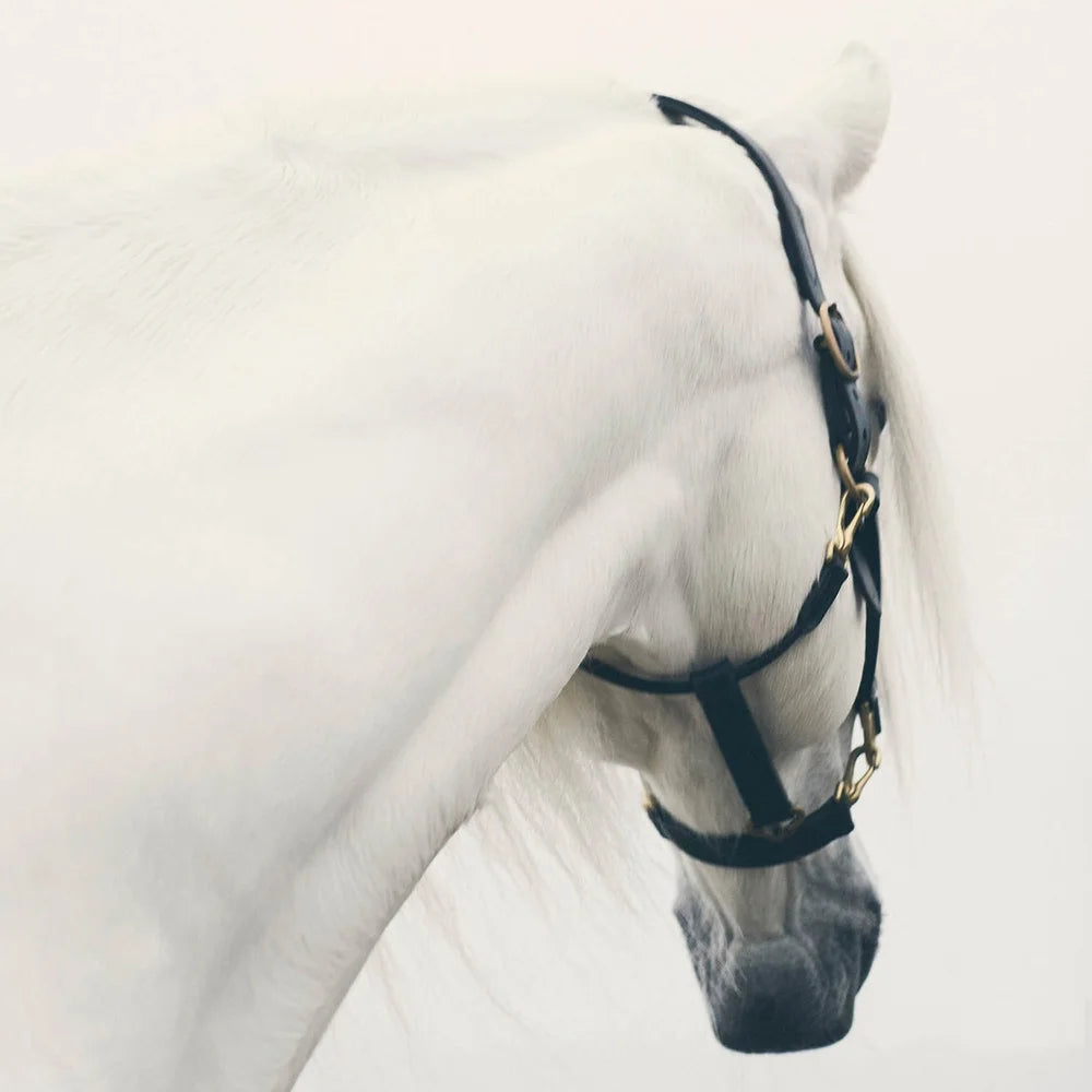 White Horse Bowing