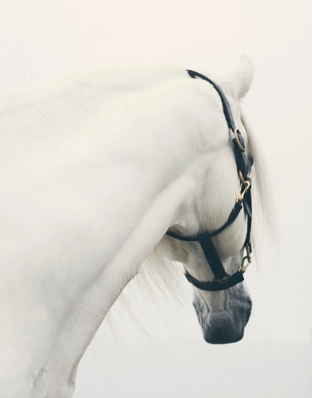 White Horse Bowing