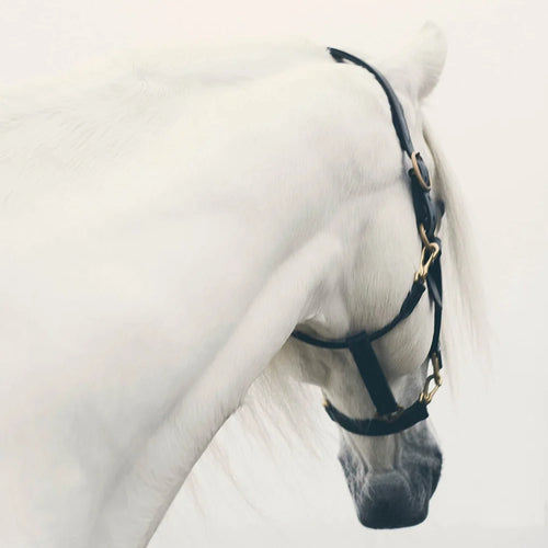 White Horse Bowing