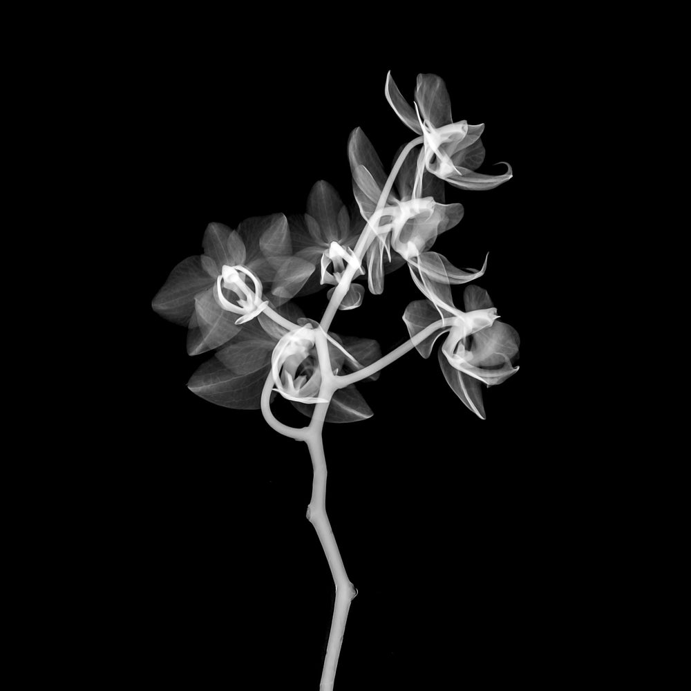 Orchid in Shadow