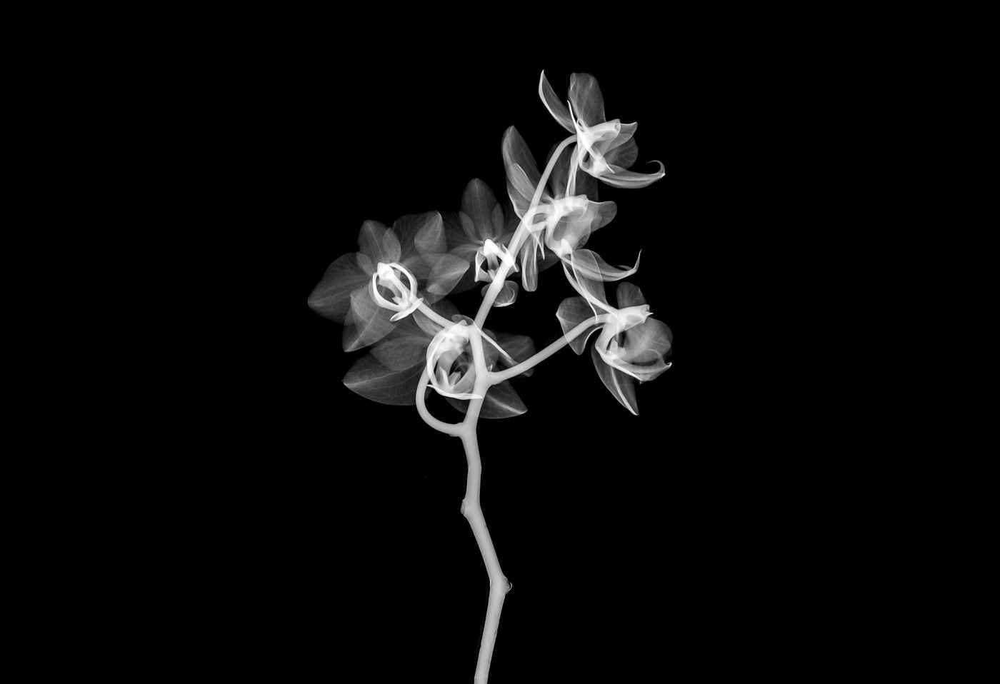 Orchid in Shadow