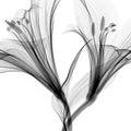 Flower Xray on White, Series of 4