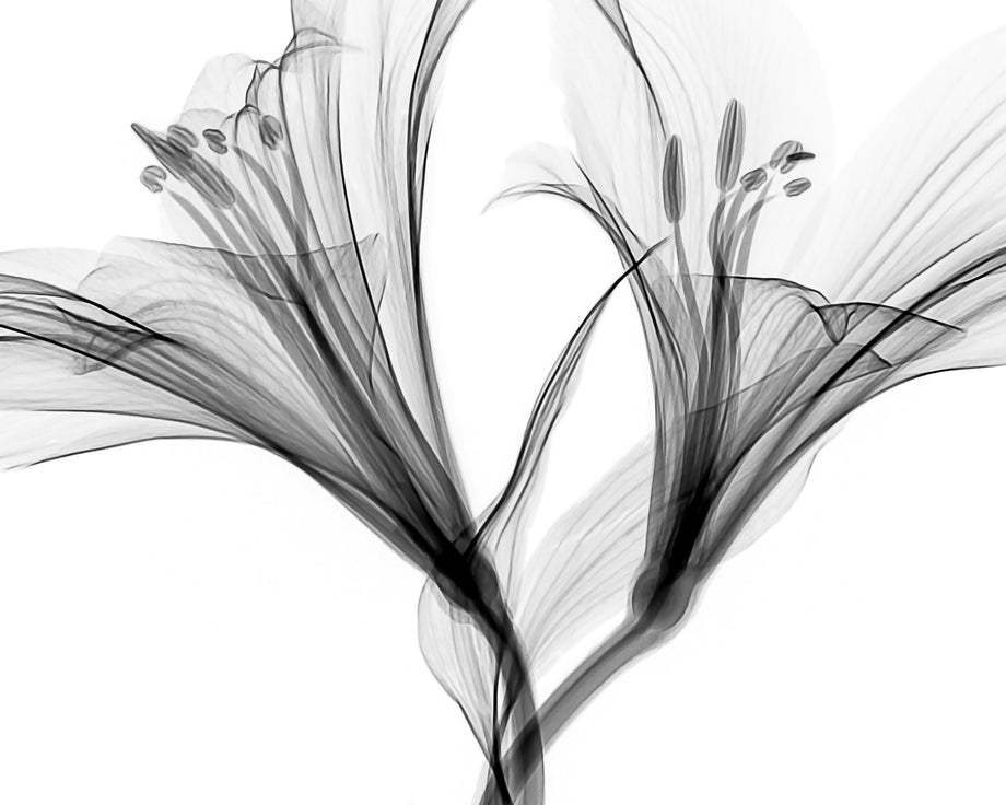 Flower Xray on White, Series of 4