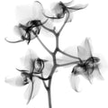 Flower Xray on White, Series of 4