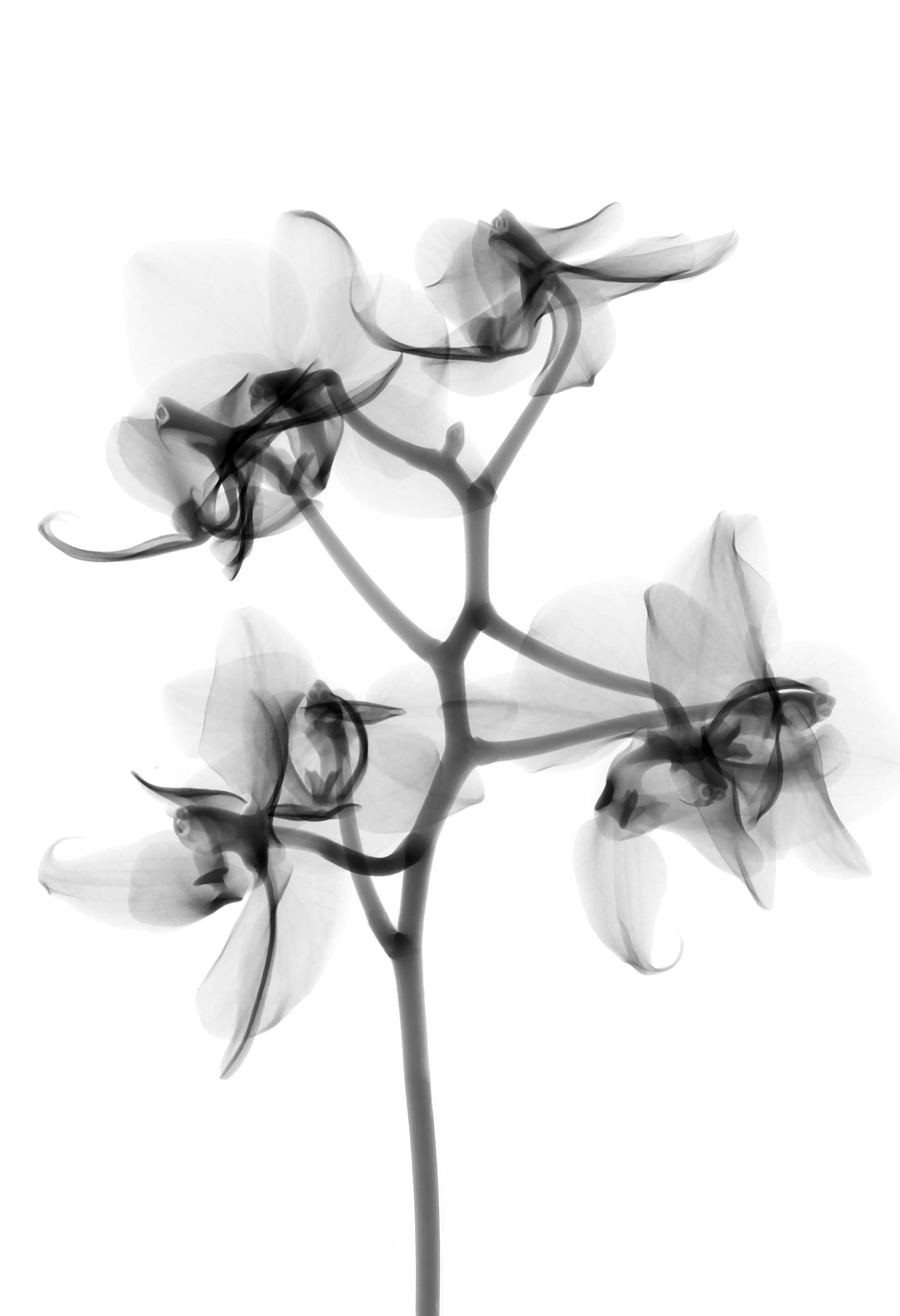Flower Xray on White, Series of 4