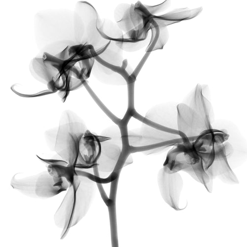 Flower Xray on White, Series of 4