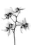 Flower Xray on White, Series of 4