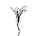 Flower Xray on White, Series of 4