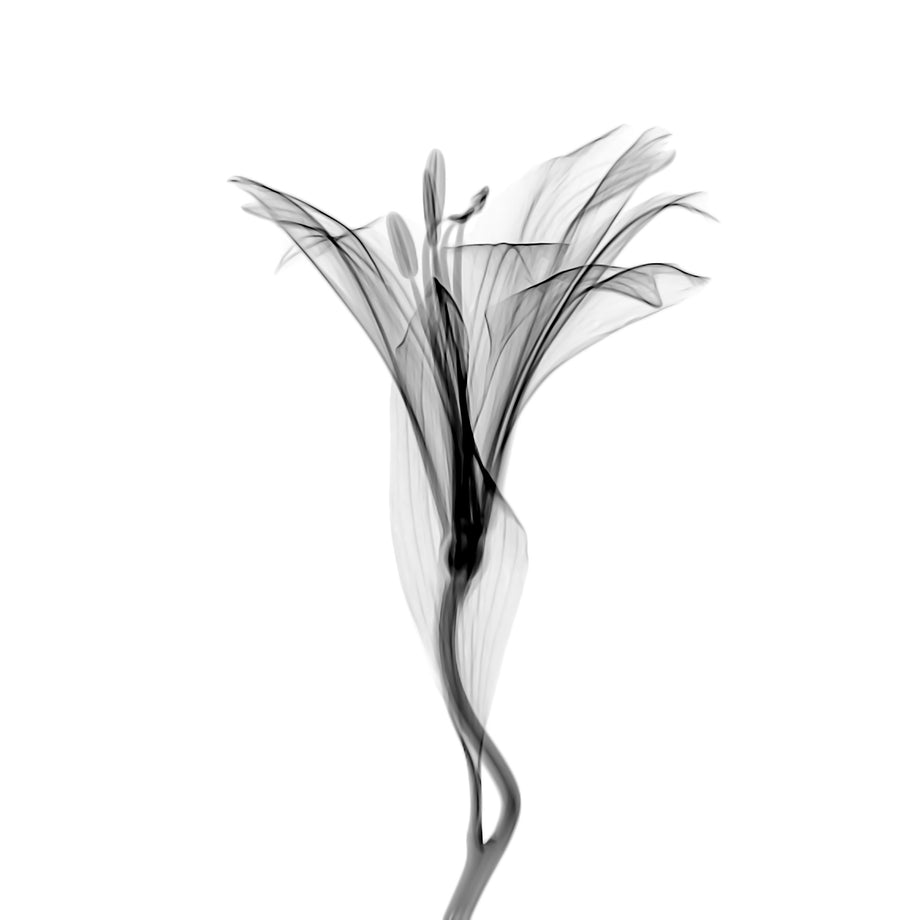 Flower Xray on White, Series of 4