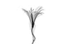 Flower Xray on White, Series of 4