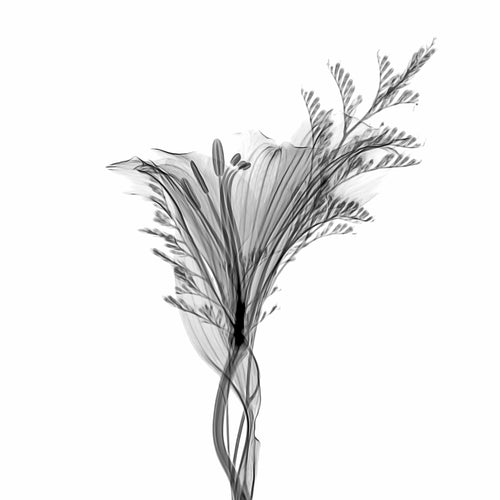 Flower Xray on White, Series of 4