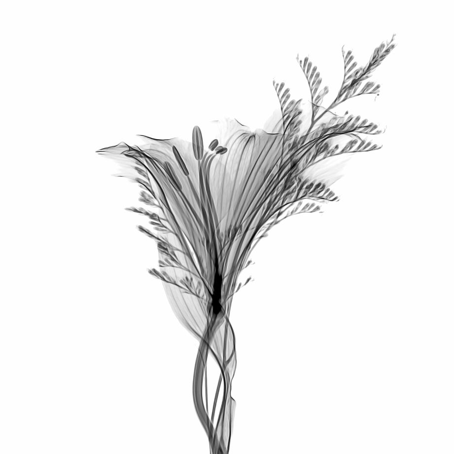 Flower Xray on White, Series of 4