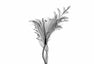 Flower Xray on White, Series of 4