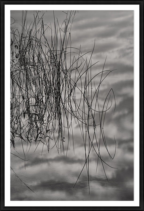 Reeds in Reflection