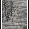Reeds in Reflection