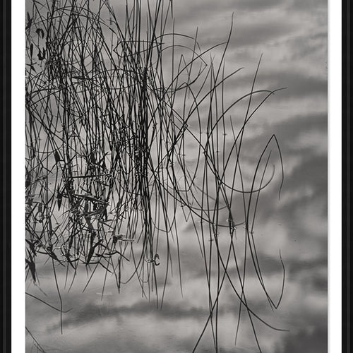 Reeds in Reflection