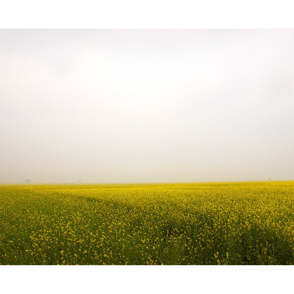 Field of Mustard, Rajasthan India 2010