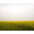 Field of Mustard, Rajasthan India 2010