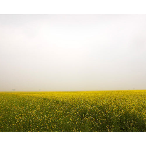 Field of Mustard, Rajasthan India 2010