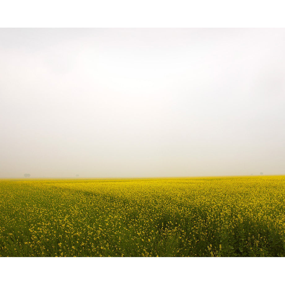 Field of Mustard, Rajasthan India 2010