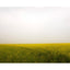 Field of Mustard, Rajasthan India 2010